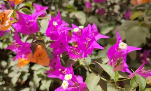 Admirer les nombreuses fleurs du Campement Houéfa, ici l'on aperçois une variété de bougainvillier mauve.