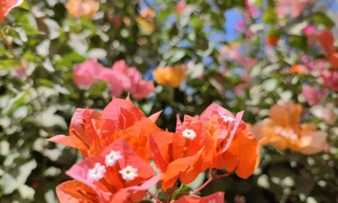 Admirer les nombreuses fleurs du Campement Houéfa, ici l'on aperçois une variété de bougainvillier orangé.