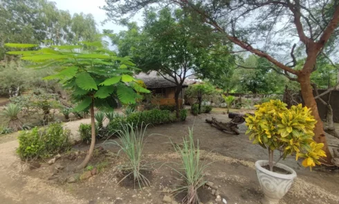 Citronnelle plantée à côté d'un jeune flamboyant dans le jardin du Campement Houéfa.