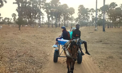 De nombreuses activités sont envisageables dans le Sine Saloum, comme par exemple une balade en calèche dans la forêt de palmiers rôniers de Yayeme.