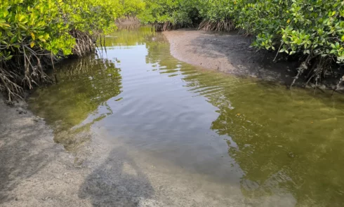 De nombreuses activités sont envisageables dans le Sine Saloum, comme par exemple une visite de la mangrove.