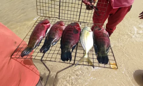 Carpes rouges saisies lors d'une sortie en pirogue et grâce à la pêche à la palangrotte.