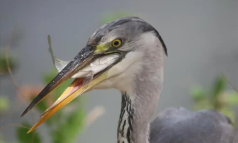 De nombreux oiseaux se promènent et chantent sur le terrain du Campement Houéfa. Ici l'on peut admirer un héron.
