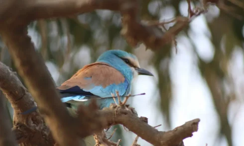 De nombreux oiseaux se promènent et chantent sur le terrain du Campement Houéfa. Ici l'on peut admirer un petit rollier.