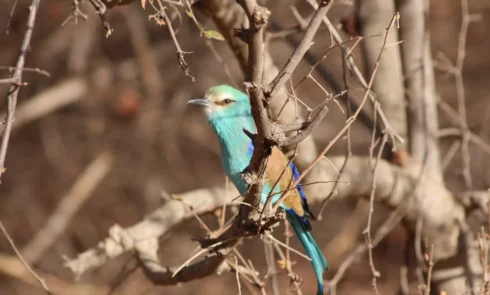 De nombreux oiseaux se promènent et chantent sur le terrain du Campement Houéfa. Ici l'on peut admirer un autre rollier.