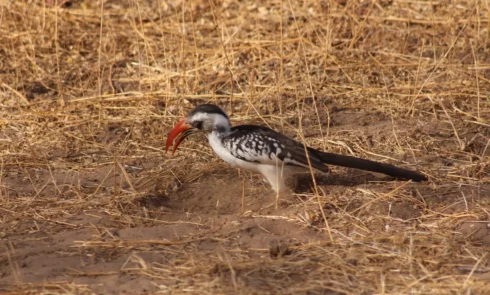 De nombreux oiseaux se promènent et chantent sur le terrain du Campement Houéfa. Ici l'on peut admirer un calao à bec rouge.
