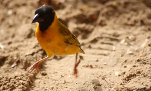 De nombreux oiseaux se promènent et chantent sur le terrain du Campement Houéfa. Ici l'on peut admirer un tisserin gendarme.