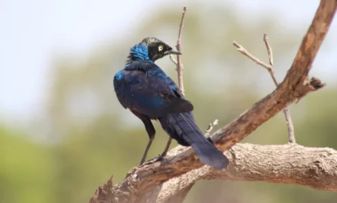 De nombreux oiseaux se promènent et chantent sur le terrain du Campement Houéfa. Ici l'on peut admirer un merle.