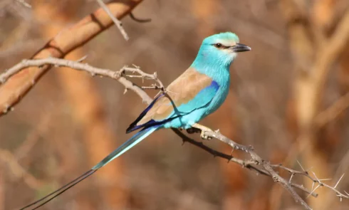 Campement Houéfa et ses oiseaux dont un rollier De nombreux oiseaux se promènent et chantent sur le terrain du Campement Houéfa. Ici l'on peut admirer un rollier.